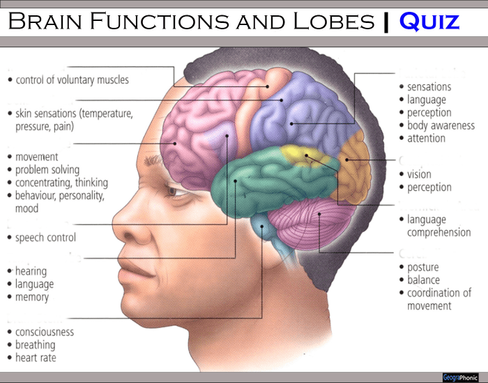 Brain Functions and Lobes — Printable Worksheet