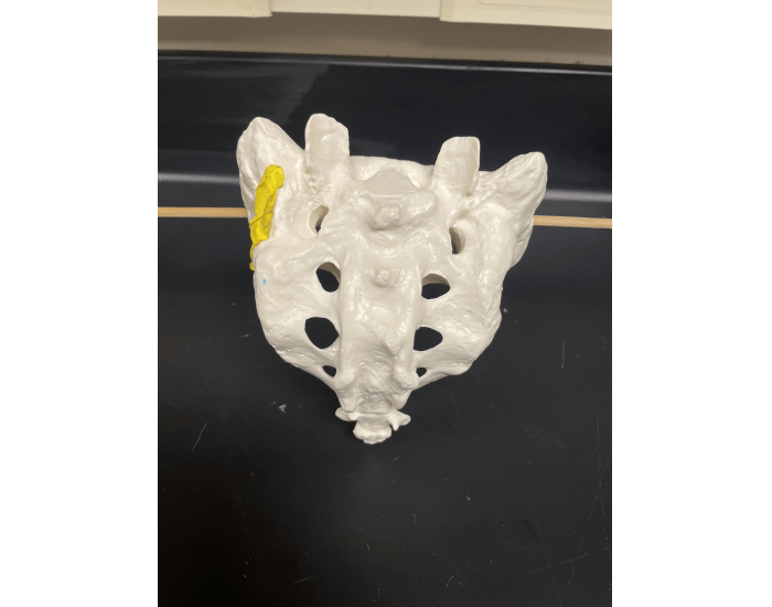 Sacrum