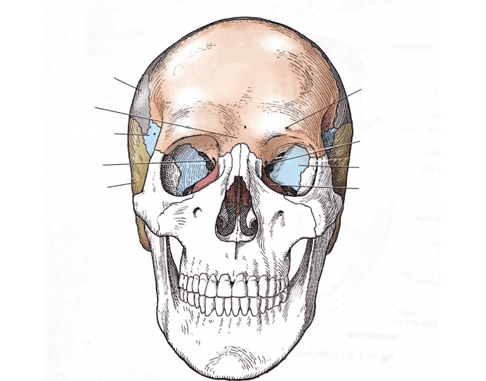 Skull Quiz Skull Quiz