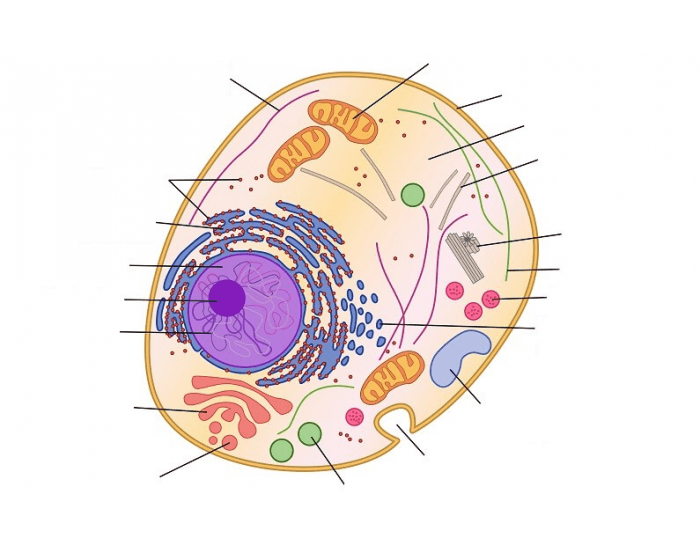 Animal Cell Label Quiz