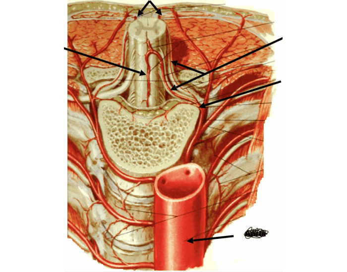 blood-supply-to-spinal-cord-printable-worksheet