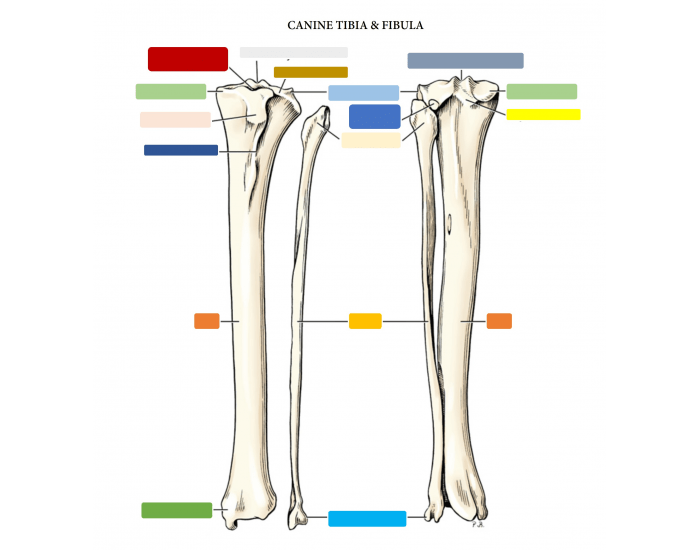 Canine Tibia & Fibula bones Quiz
