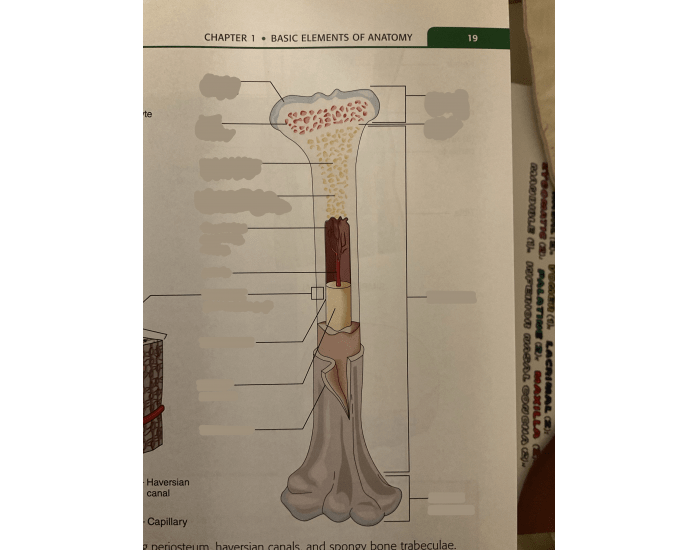 Anatomy of the bone Quiz