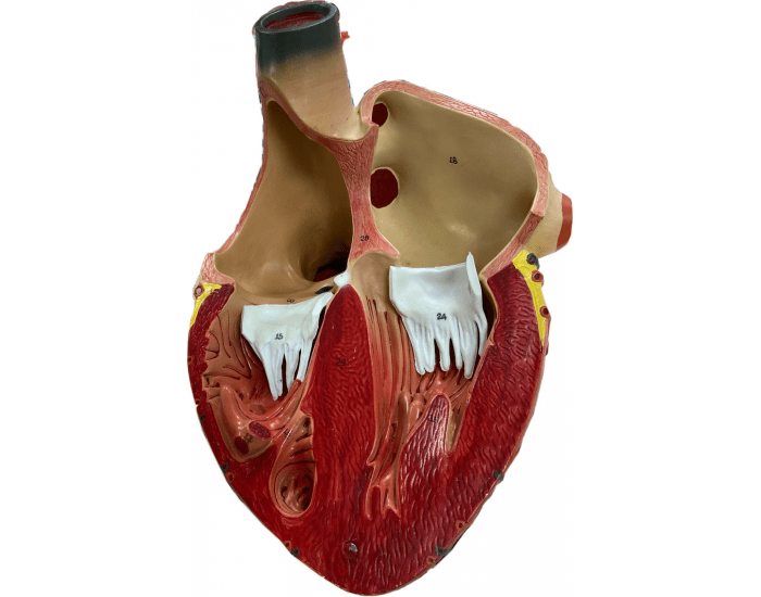 Anatomia do Sistema Cardiovascular — Printable Worksheet