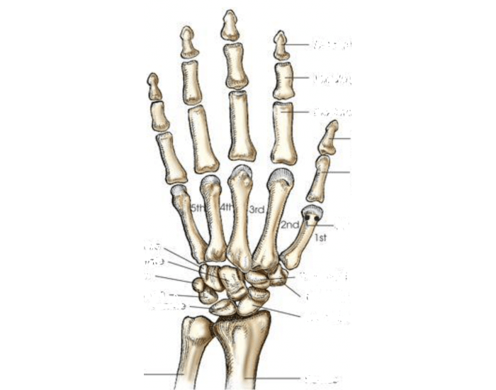 Cmp Hand hand and wrist anatomy Quiz