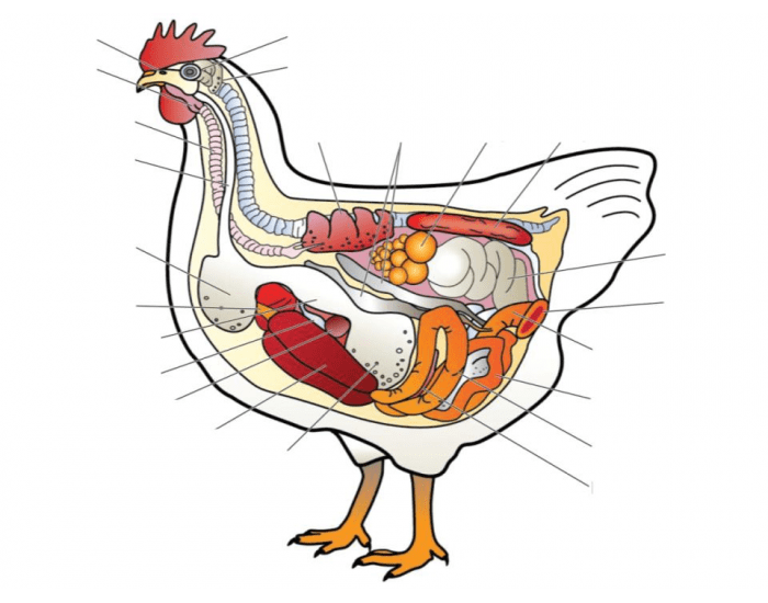 Chicken Internal Chart Chicken Internal Anatomy Quiz