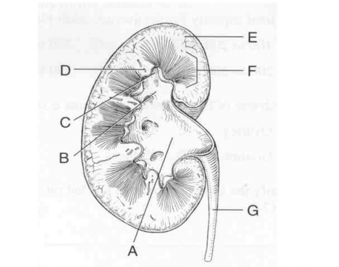 Kidney Quiz