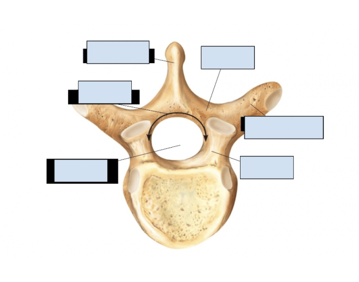 Lumbar Vertebrae Bone Markings Printable Worksheet