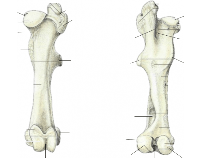 Fêmur - Anatomia Quiz