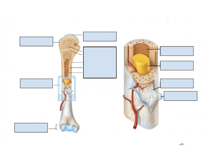 Gross anatomy of long bones Quiz