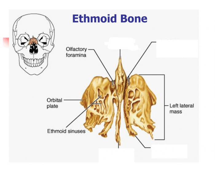 ethmoid-bone-markings-landmarks-printable-worksheet