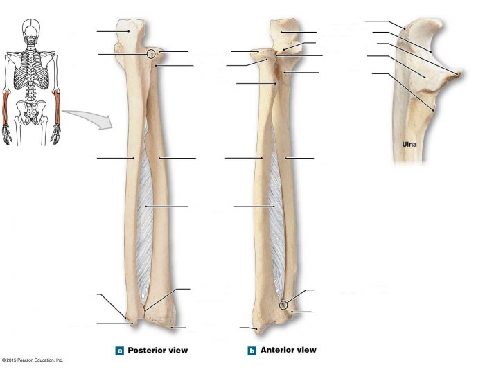 Ulna and Radius — Printable Worksheet