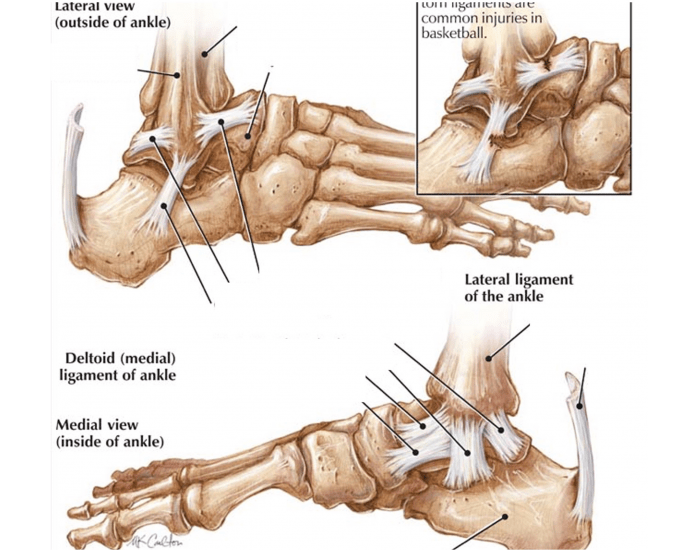 foot and ankle ligaments/bones Quiz Biology Diagrams