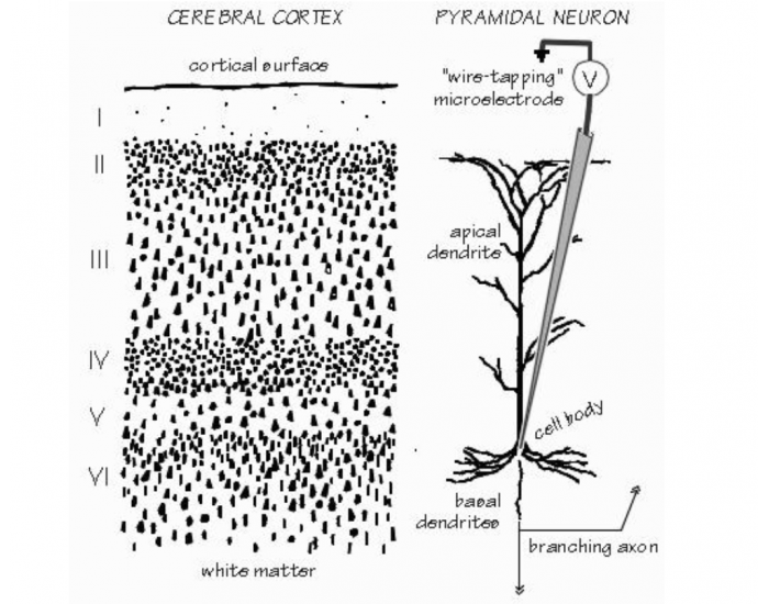 Cortex Layer Serface Layers of Cerebral Cortex & definitions Quiz