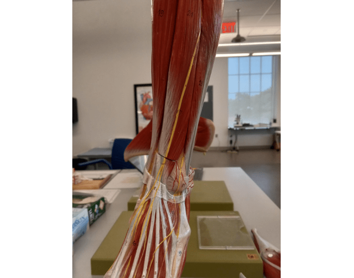 Superficial Anterior Lower Leg Nerves Quiz Superficial anterior lower leg nerves quiz