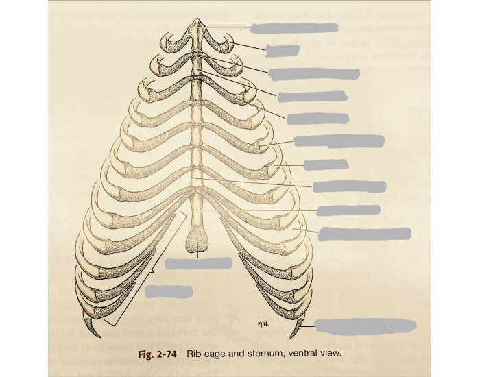 Canine Ribs Dog - Rib Cage and Sternum, Ventral View Quiz