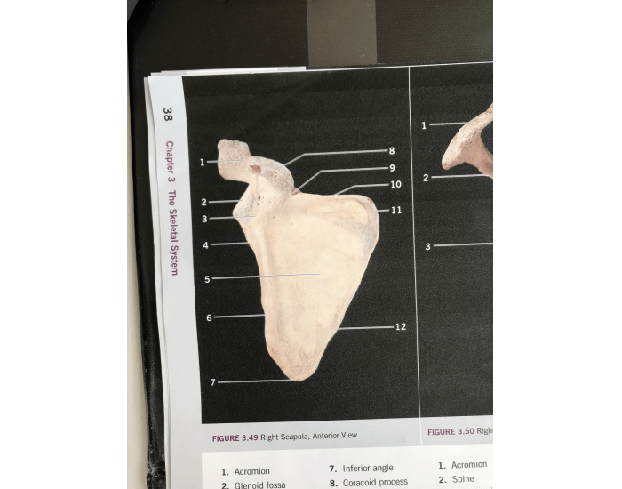 Scapula Radiograph Template RIGHT SCAPULA ANTERIOR VIEW MODEL AND LABELING — Printable Worksheet