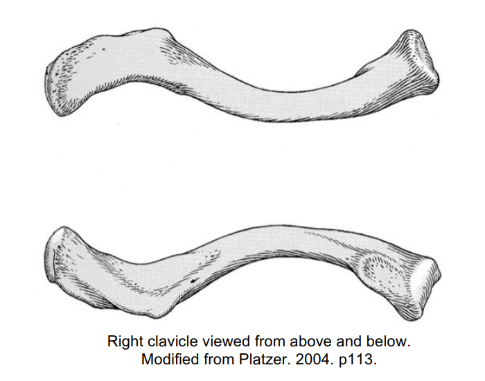 parts of clavicle Quiz