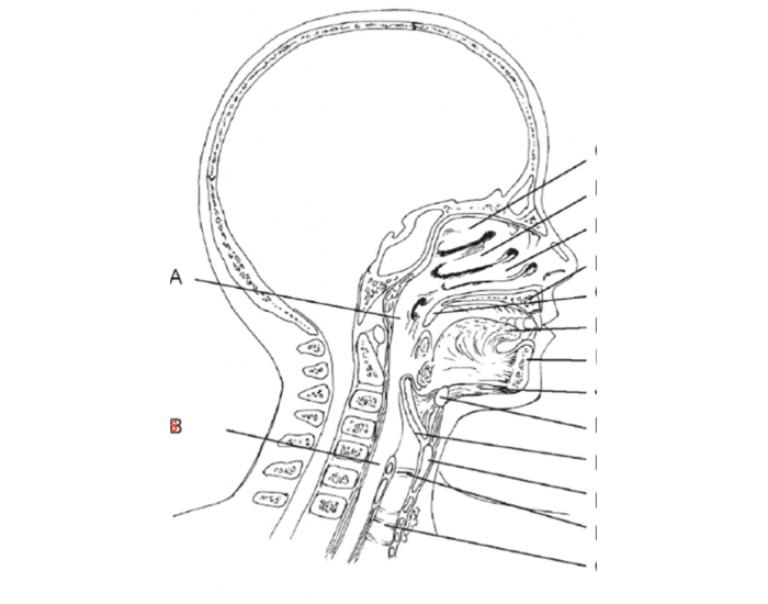 head & neck lateral view Quiz