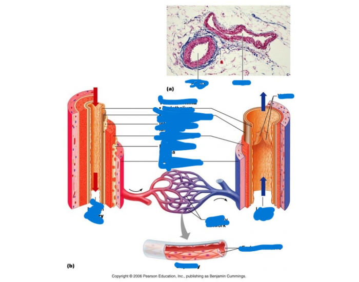 inside veins and art Quiz