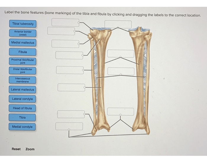 TIBIA AND FIBULA MODEL AND LABELING Quiz