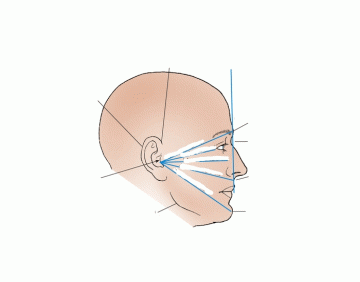 pa axial skull haas method — Printable Worksheet
