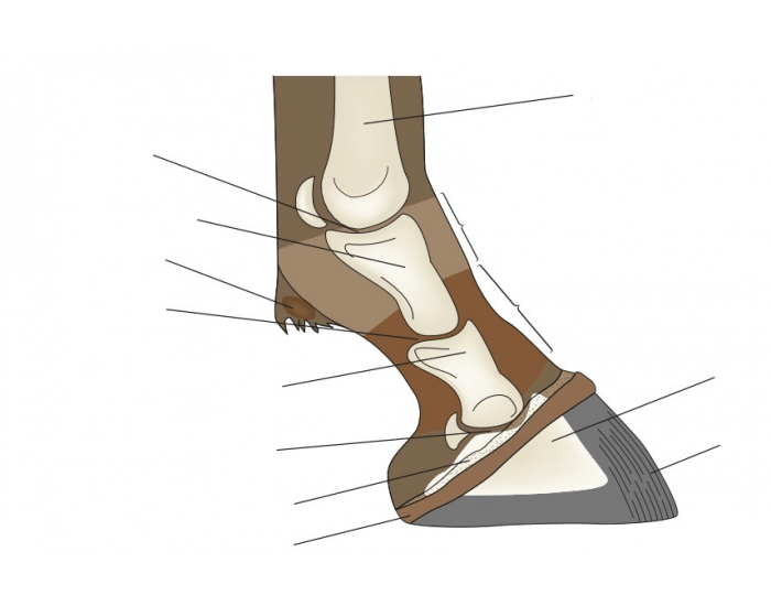 Parts Of A Horse s Foot Quiz parts-of-a-horse-s-foot-quiz