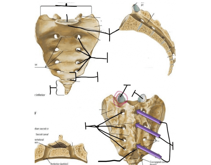Sacrum Types Sacrum Diagram Dorsal and Pelvic — Printable Worksheet