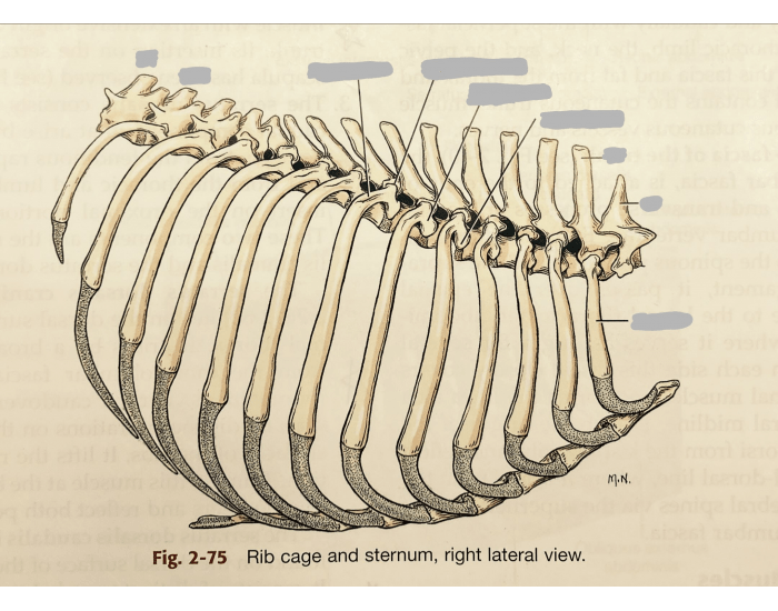 Dog - Skull Boney Features Caudal Ventral View — Printable Worksheet