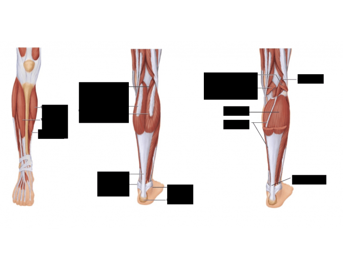 lower leg Quiz