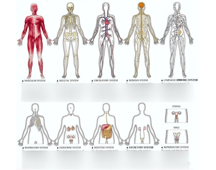 Body Systems Quiz