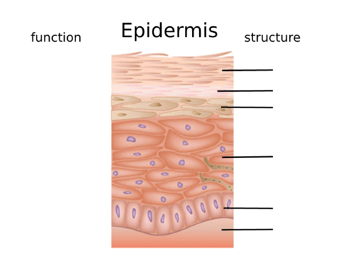 Structure Function Of Epidermis Quiz structure-function-of-epidermis-quiz