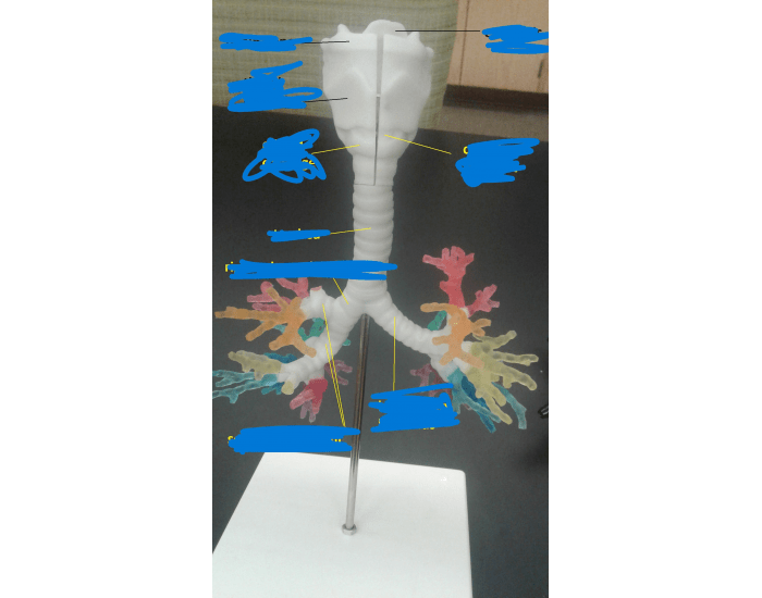 Trachea Bronchi Model Printable Worksheet