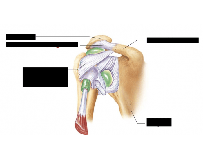 Shoulder Joint Quiz