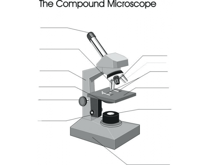 Microscope Parts Quiz