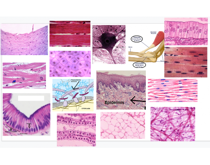Anatomy Tissue ID Quiz