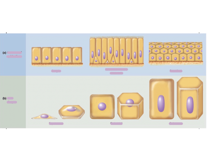 cell shapes — Printable Worksheet