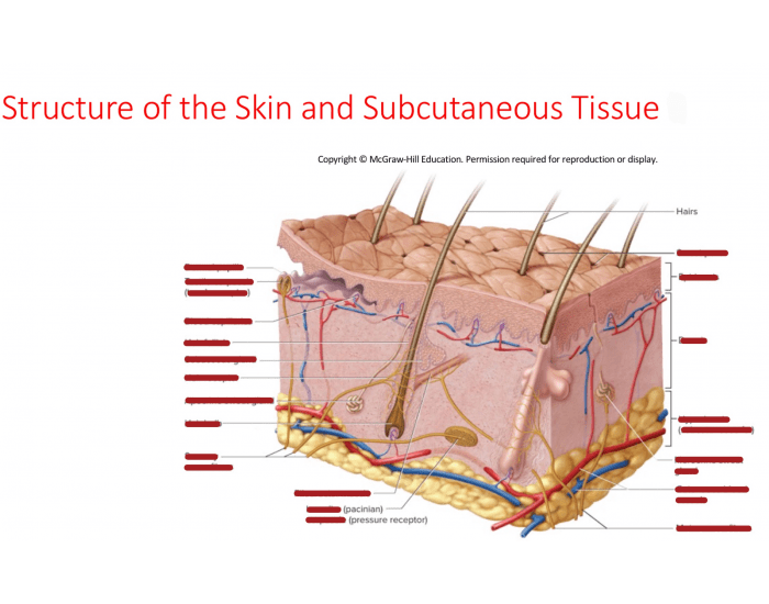 Subcut Material structure of the skin and subcutaneous tissue Quiz