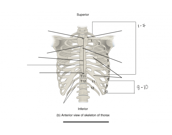 Thorax Based Label Thoracic Labeling Quiz