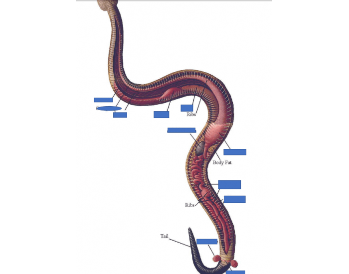 snake anatomy Quiz