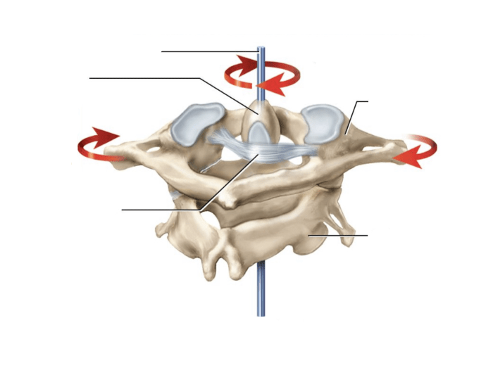 Axis and Atlas Articulation labeling Quiz