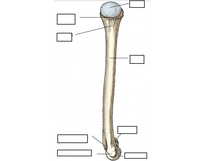 Right and left tibia and fibula — Printable Worksheet