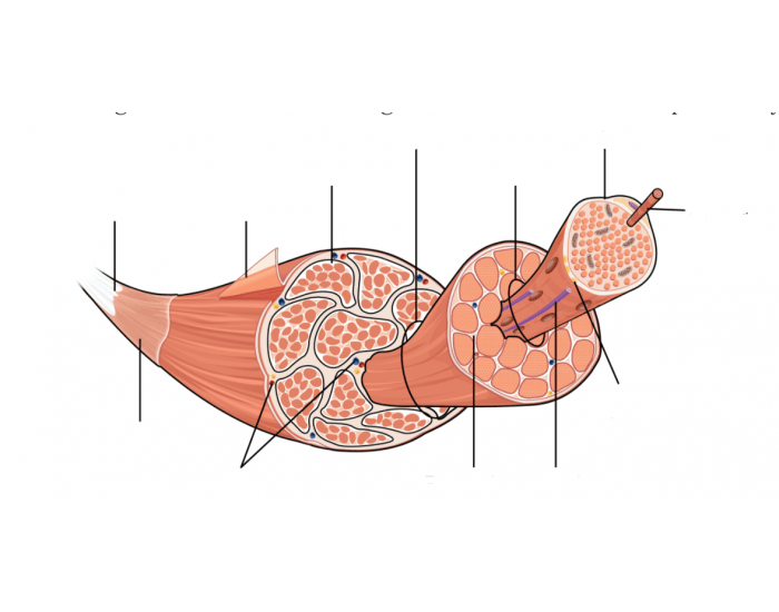 Anatomy game quiz