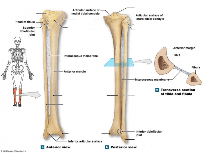 Tibia and Fibula Bone Markings (Landmarks) — Printable Worksheet
