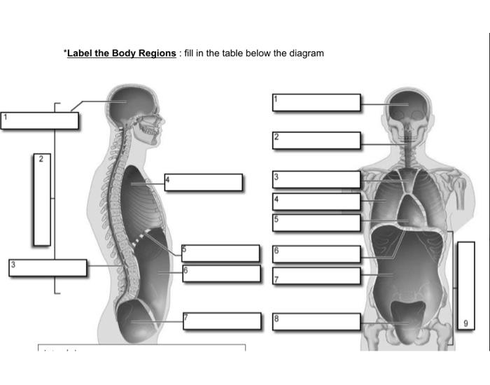 Body Cavities Quiz