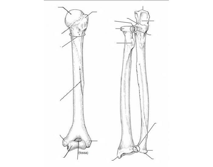 Humerus, Radius, Ulna Labeling — Printable Worksheet