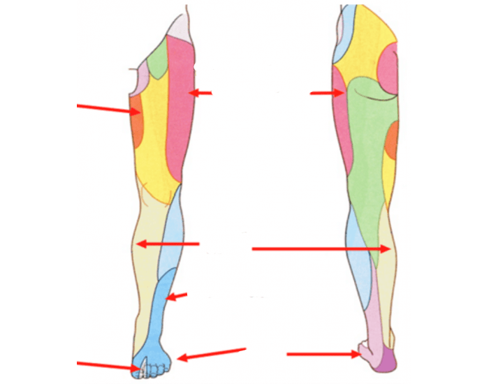 Cutaneous Distribution Cutaneous Distribution Lower Limb Quiz