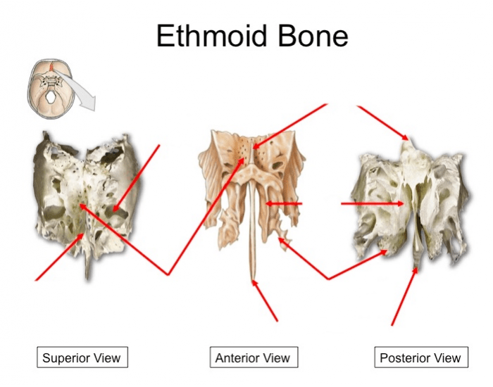 Ethmoid Bone Quiz