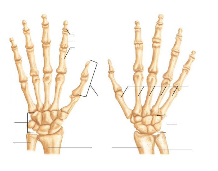 Bones of Hands Quiz Biology Diagrams
