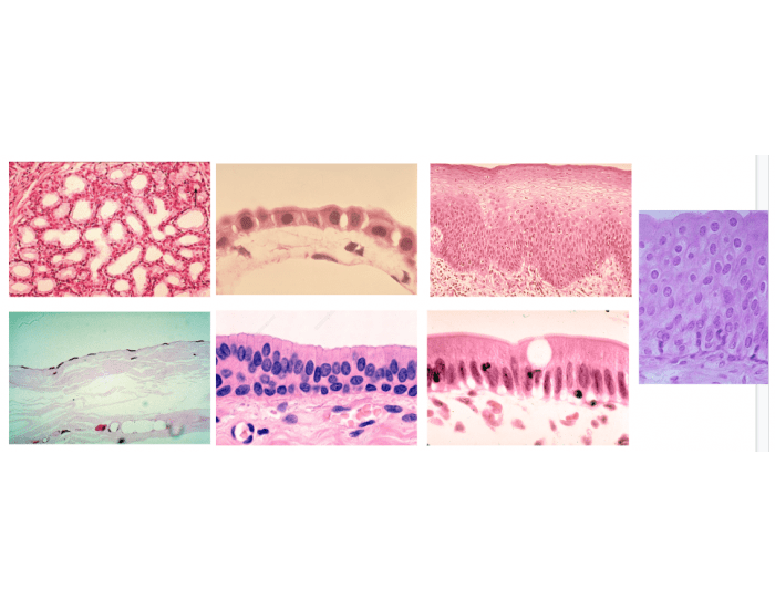 Epithelial Tissue Identification Quiz